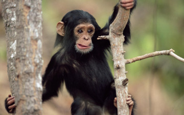 Картинка животные обезьяны шимпанзе обезьяна ветки