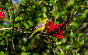 Картинка животные птицы трупиал цветок садовый цветной эритрина птица ветка