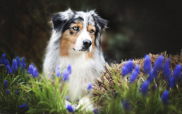 Картинка животные собаки друг весна собака