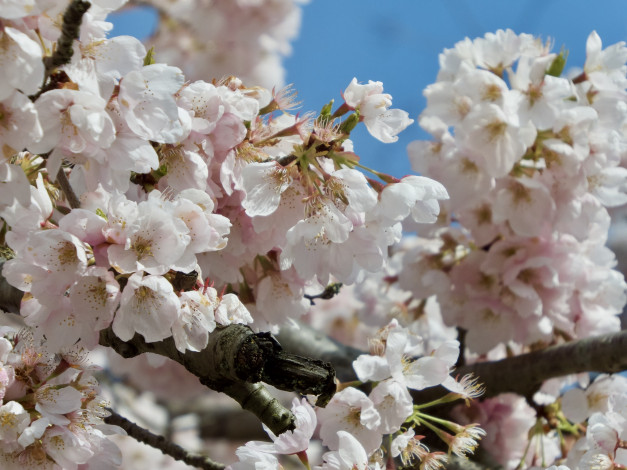 Обои картинки фото цветы, сакура,  вишня, ветки, весна