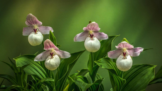 Обои картинки фото цветы, орхидеи, башмачок, желтоватый, cypripedium, flavum, циприпедиум, флавум