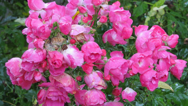 Обои картинки фото цветы, розы, дождь, капли, куст, розовый