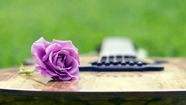Обои картинки фото цветы, розы, гитара, лиловый