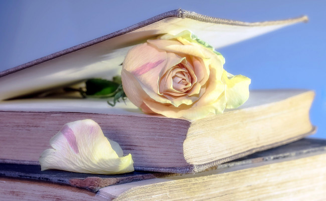 Обои картинки фото цветы, розы, лепесток, книги, бутон
