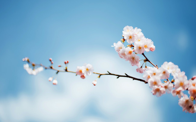Обои картинки фото цветы, цветущие деревья ,  кустарники, дерево, фокус, ветка, цветение, небо, весна