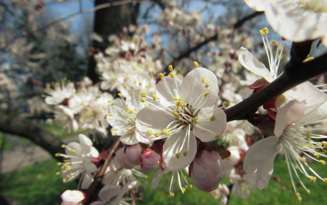 Обои картинки фото цветы, цветущие деревья ,  кустарники, макро, весна, пирода