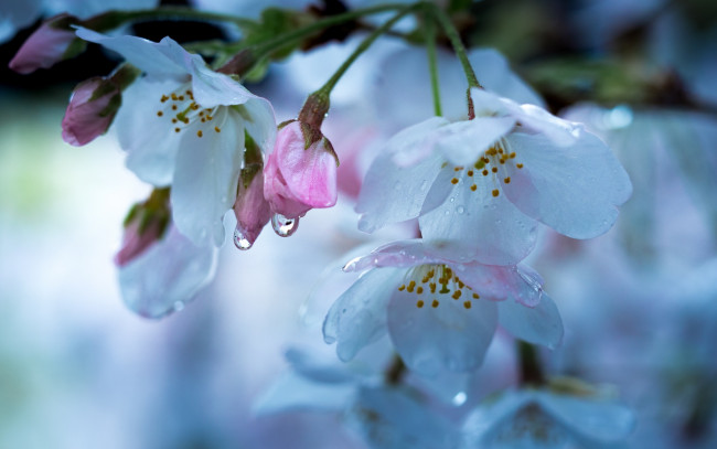 Обои картинки фото цветы, сакура,  вишня, весна, вишня, макро, капли