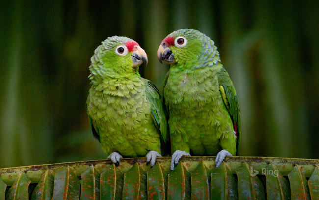 Обои картинки фото животные, попугаи, эквадор, попугай, краснолобый, амазон, птицы