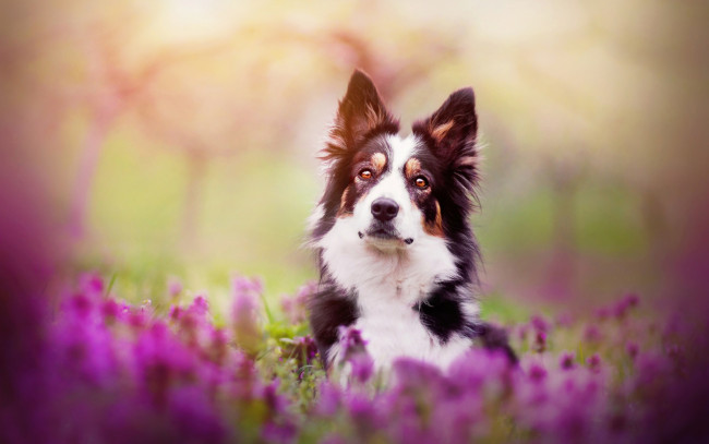 Обои картинки фото животные, собаки, spring, mood, цветы, весна, собака