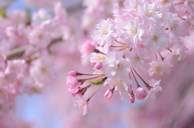 Обои картинки фото цветы, сакура,  вишня, розовый, ветка, весна