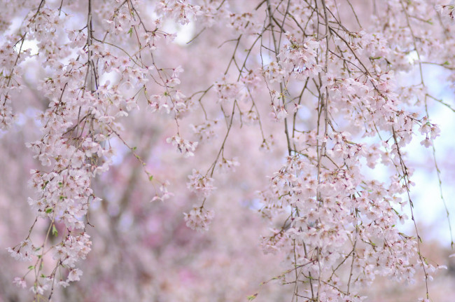 Обои картинки фото цветы, сакура,  вишня, весна, ветки