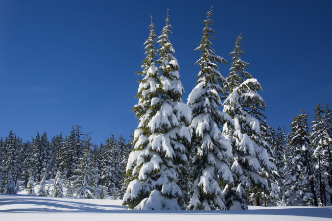 Обои картинки фото природа, зима, деревья, снег, небо, лес, солнце, сугробы