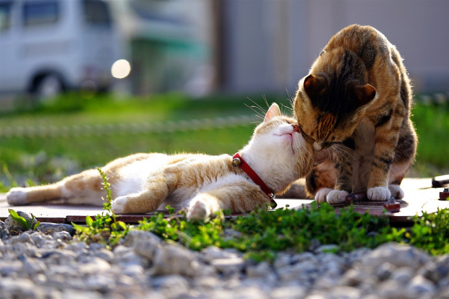 Обои картинки фото животные, коты, кошка, весна, кот, ласки, любовь