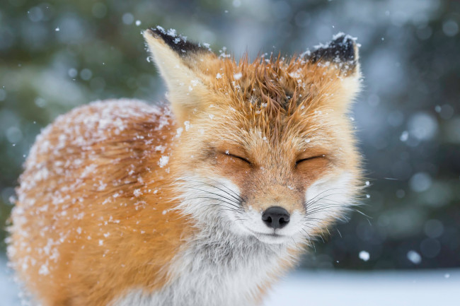 Обои картинки фото животные, лисы, лиса, лис, снег, зима