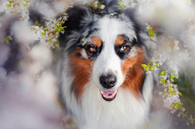 Обои картинки фото животные, собаки, charlie, собака, весна, цветение