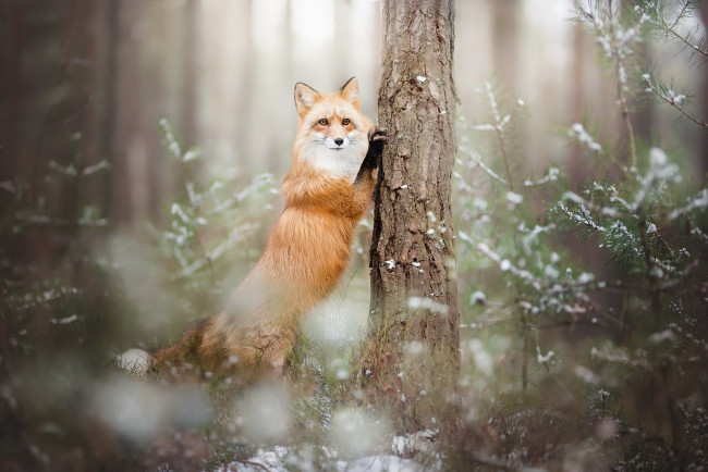 Обои картинки фото животные, лисы, лиса, лес, зима