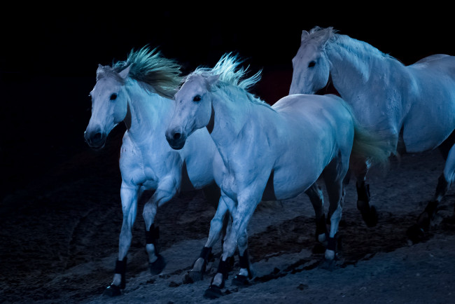 Обои картинки фото животные, лошади, свет, ночь, табун
