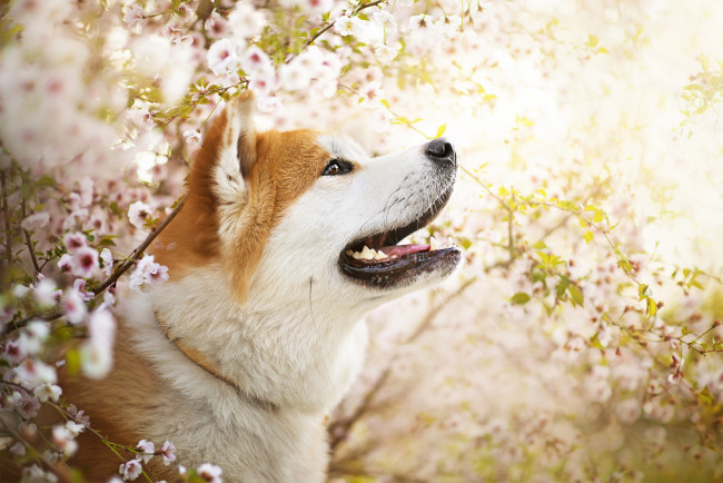 Обои картинки фото животные, собаки, собака, ame, цветы, весна