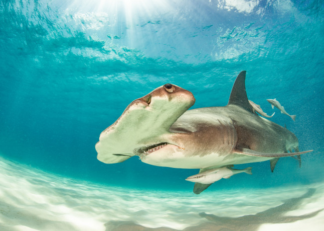 Обои картинки фото животные, акулы, рыбка