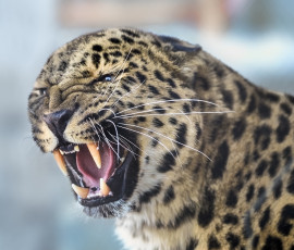 Картинка животные леопарды зверюга хищник клыки леопард оскал морда дикая кошка