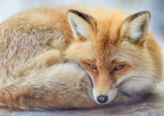 Картинка животные лисы взгляд уши лиса рыжая морда