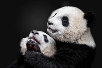 обоя животные, панды, панда, большая, бамбуковый, медведь