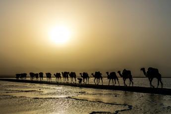 Картинка животные верблюды караван