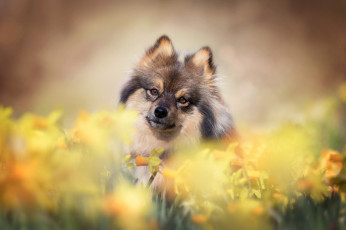 Картинка животные собаки нарциссы шпиц мордашка боке цветы взгляд собака