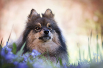 Картинка животные собаки шпиц мордашка боке взгляд цветы портрет собака