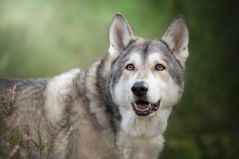 Картинка животные собаки волкособ морда вереск фон взгляд Чехословацкая волчья собака