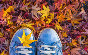 Картинка разное одежда +обувь +текстиль +экипировка листья шнурки осень кеды