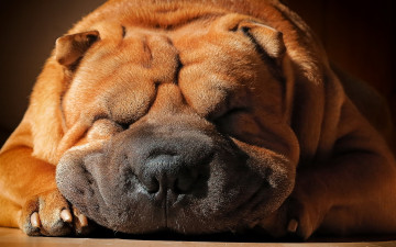 Картинка шарпей животные собаки морда щенок домашние порода сторожевых собак охотничья