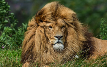 Картинка животные львы трава кошки лев дикие морда одуванчик фон дикая природа грива взгляд портрет
