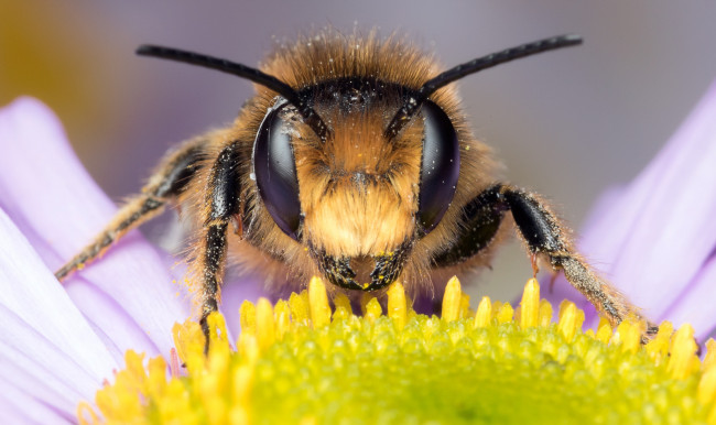 Обои картинки фото животные, пчелы,  осы,  шмели, мордочка, усики, лепестки, насекомое, ромашка, фон, макро, пыльца, глаза, пчела, цветок