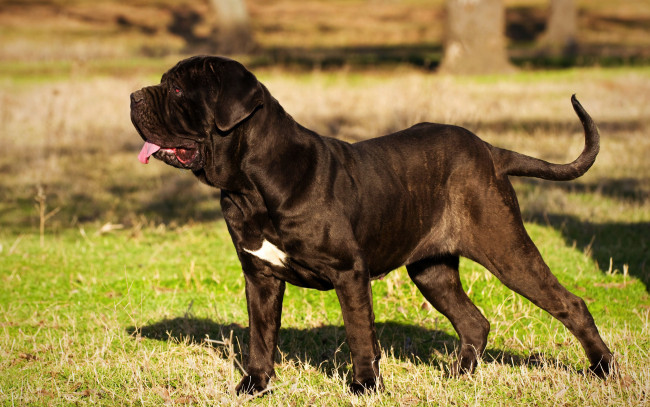 Обои картинки фото неаполитанский мастиф, животные, собаки, неаполитанский, мастиф, мастино, большая, черная, собака, домашние, итальянские, породы, собак
