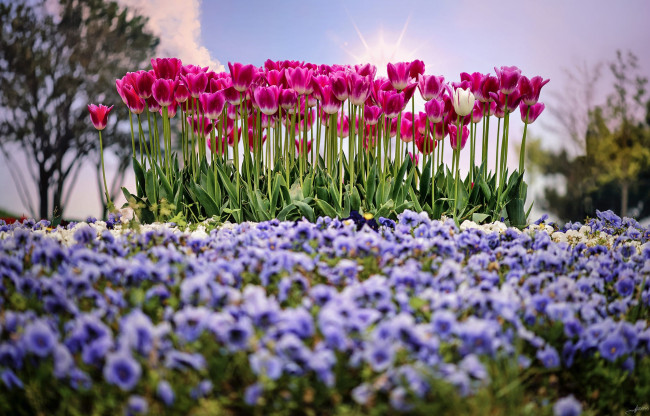 Обои картинки фото цветы, разные вместе, солнце, весна, тюльпаны