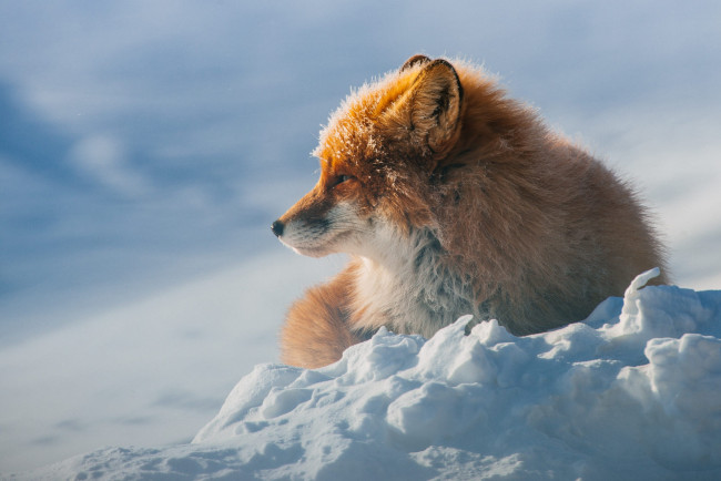 Обои картинки фото животные, лисы, зима, лиса, лежит, снег, дикая, природа, рыжая