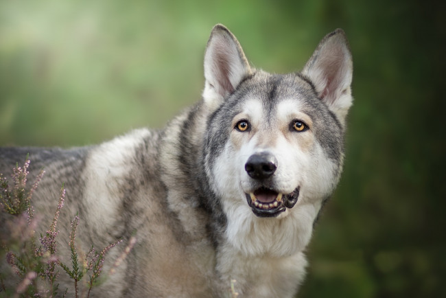 Обои картинки фото животные, собаки, волкособ, морда, вереск, фон, взгляд, Чехословацкая, волчья, собака