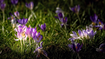 Картинка цветы крокусы первоцветы весна лиловые