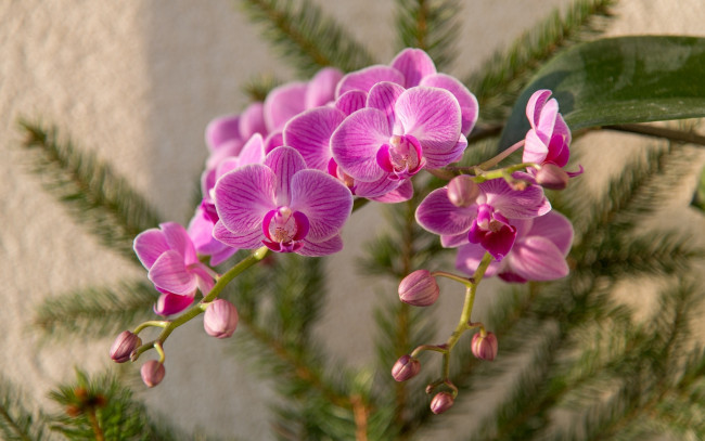 Обои картинки фото цветы, орхидеи, экзотика, розовые, ветка