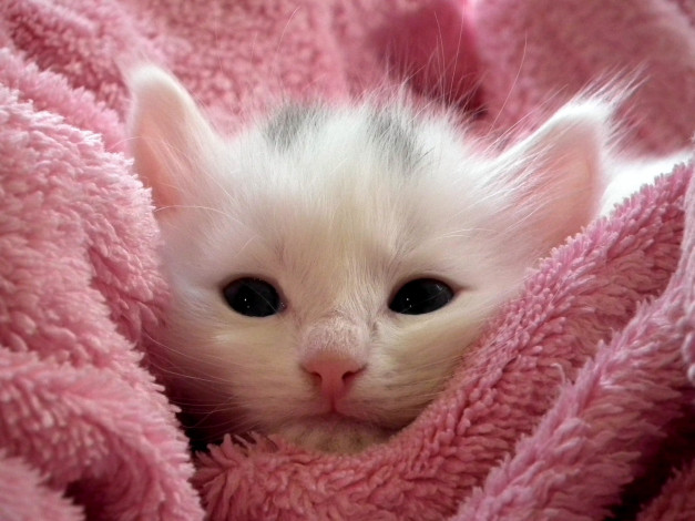 Обои картинки фото животные, коты, кошка, белый, взгляд, крупный, план, уют, котенок, фон, розовый, малыш, покрывало, лежит, мех, плед, мордашка
