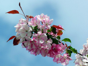 Картинка цветы цветущие деревья кустарники