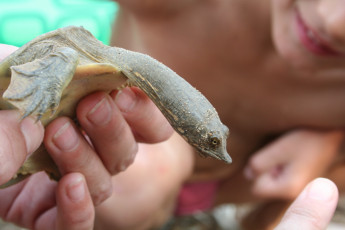 Картинка ханкайская черепаха животные Черепахи