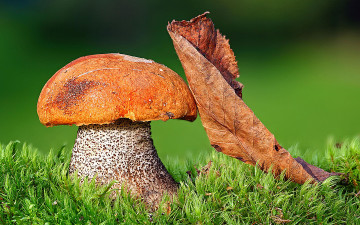 Картинка природа грибы