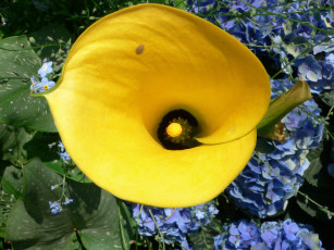 Картинка цветы каллы желтый