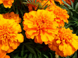 обоя цветы, бархатцы, оранжевый