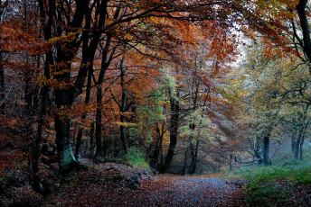 Картинка природа дороги лес осень деревья листва краски