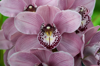 Картинка цветы орхидеи розовый