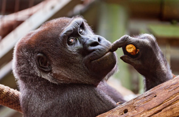 Картинка животные обезьяны горилла взгляд
