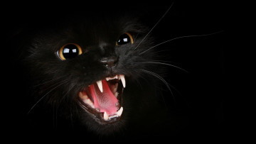 Картинка животные коты котенок зубы агрессия